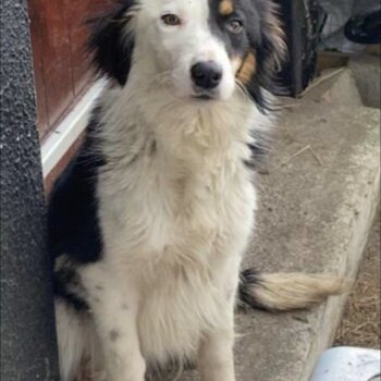 Female border collie 