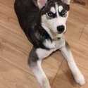 Beautiful Husky puppy -0