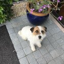 Wire haired Jack Russell .2years old -3