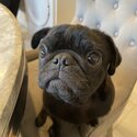 Selling my 6 month old pug -1