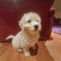 Bishon/Maltipoo puts-2