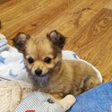 Male Teacup Chihuahua-3