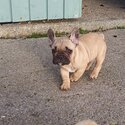 French Bull Dog Puppies