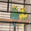 Selling 2 budgies both male adorable looking for a home -2