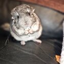 chinchillas-4