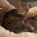 Female friendly tabby-0