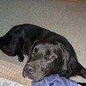 Black Labrador/Retriever for sale -3