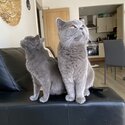 British shorthair kitten -1