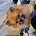 Lovely tiny pomeranians -4