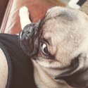 Beautiful female pug puppy-4