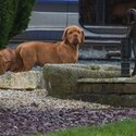 Dogue de Bordeaux puppies-5