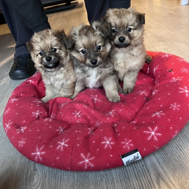 Pomeranian Puppies for Sale