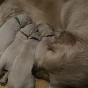 Beautiful Golden Retriever Puppies -4