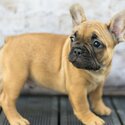 IKC registered French Bulldog -3