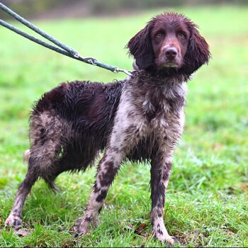 German Longhaired Pointer