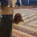 Cavapoo for sale -1