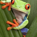 Red Eye Tree Frogs (Agalychnis callidryas)-0