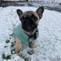 Fergus The French Bulldog-2