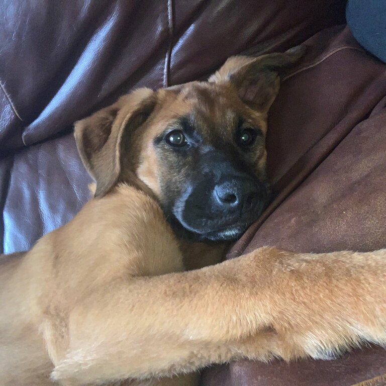 Mix breed German Shepard and boxer puppy 