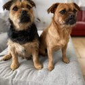 Looking for loving home for brother and sister dogs-3