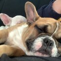 French Bulldog-3