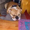 She’s a female British bulldog she’s 10 months old very placid and playful loves kids-3