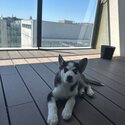 10 Week old Pomsky-1