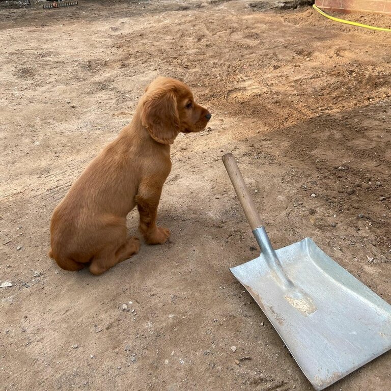 Healthy  Cocker Spaniel 