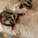 Sugar Glider -1