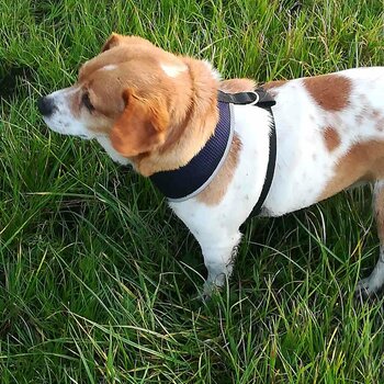 Jack Russell terrier