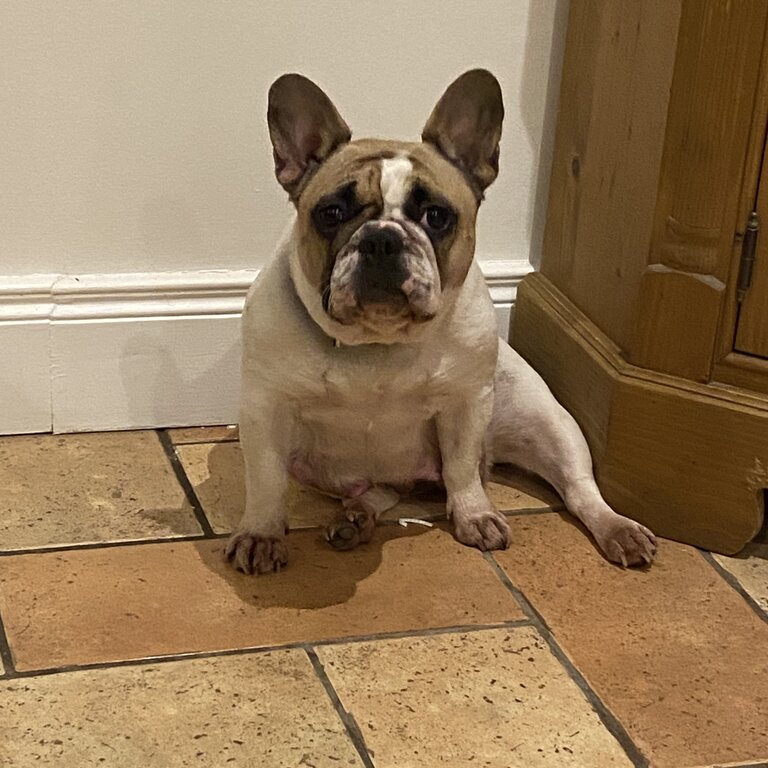 French bulldog