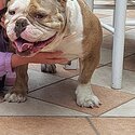 British bulldog for sale -4