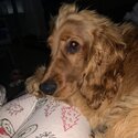 I am looking for a good home for my 8 month cocker spaniel -3