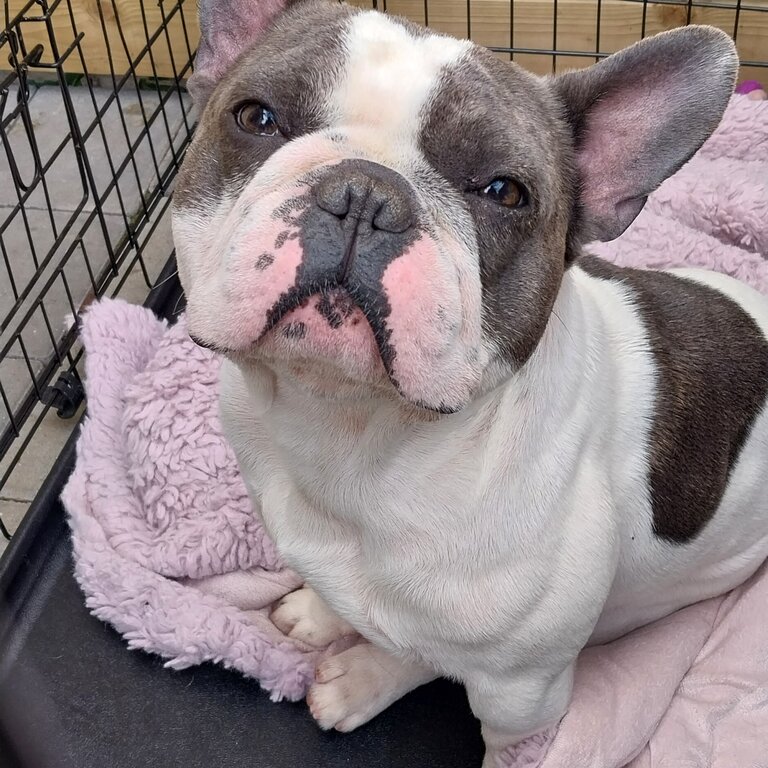 French bulldog