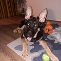 Gorgeous German Shepherd puppy -3