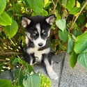 POMSKY BLUE EYES-2