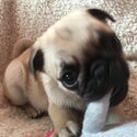 Ikc pug pups-1