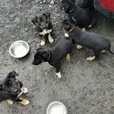 Australian kelpie/Welsh Collie sheepdogs-5