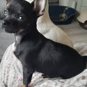 Beautiful fullbreed chihuahua for sale -3