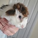 Guinea pigs rehoming FREE-1