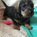 Wire haired dachshund x-2