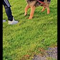 6 month old German Shepherd, Very friendly with family and kids-2