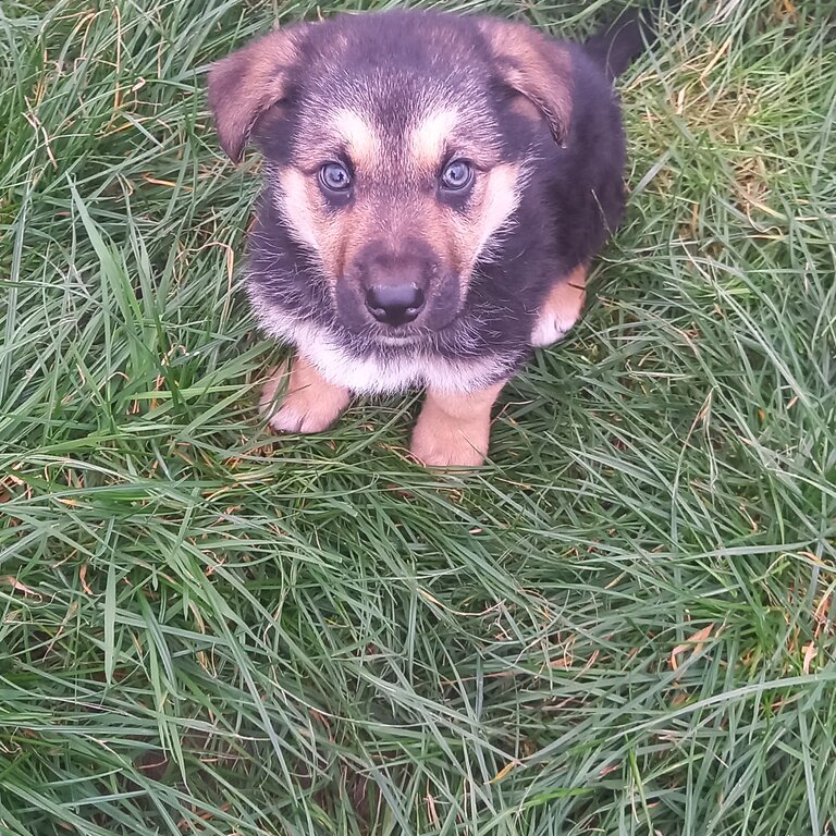 GERMAN SHEPHERD FOR SALE 