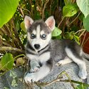 POMSKY BLUE EYES-0