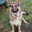 German shepherd looking for new home-0