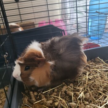 Guinea pigs rehoming FREE