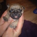 pug puppy 7 weeks old -1