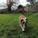 British Bulldog in need of 5 star home -0