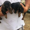 Miniature dachshund short haired 