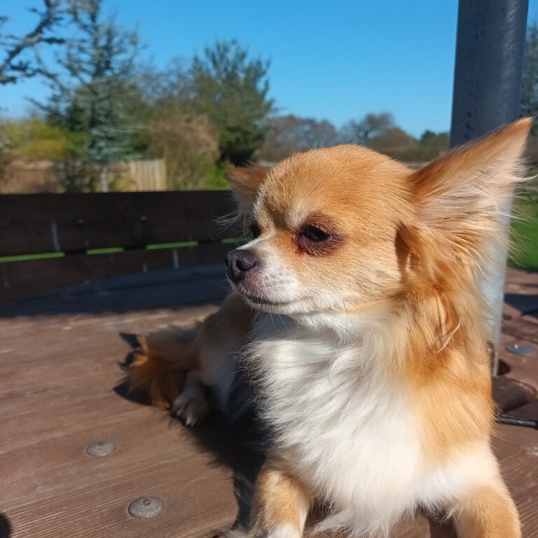 2 long hair chihuahuas 